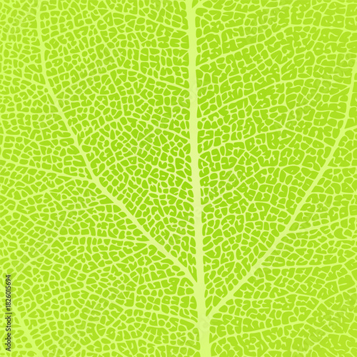 Leaf vein texture abstract background with close up plant leaf cells ornament texture pattern. Green organic macro linear pattern of nature leaf foliage vector illustration.