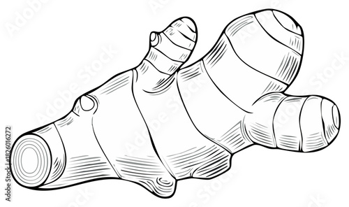 Line art illustration of a ginger root with texture lines showing its organic shape
