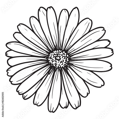 Detailed illustration of a delicate flower showcasing petals and a central bloom for artistic inspiration