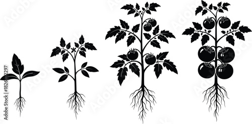 tomato, plant, growth, stages, silhouette, agriculture, farming, seedling, root, leaves, flower, ripe, vegetable, garden, biology, botany, nature, black, white, illustration, design