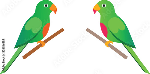 two parrots on white background