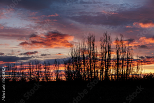 Autumn dawn with the silhouette of leafless white poplars and a cloudy sky with blue and orange hues. Populus alba. El Páramo region, León, Spain.