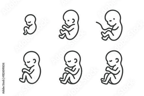 Stages of human embryo and fetus development representing prenatal growth and pregnancy
