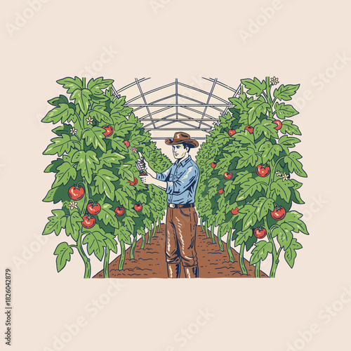 Greenhouse farmer working.Vintage tomato harvesting.Retro agriculture worker.Organic produce illustration.Farm worker vector graphic