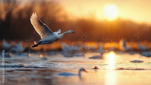 Fototapeta Naklejka Na Ścianę i Meble -  A white swan in mid-flight over a body of water, with a flock of other swans visible in the background. The scene is illuminated by the warm glow of a setting s