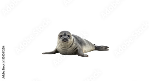 Cute common seal pup lying down and looking directly at the camera, isolated on a black background, studio portrait.