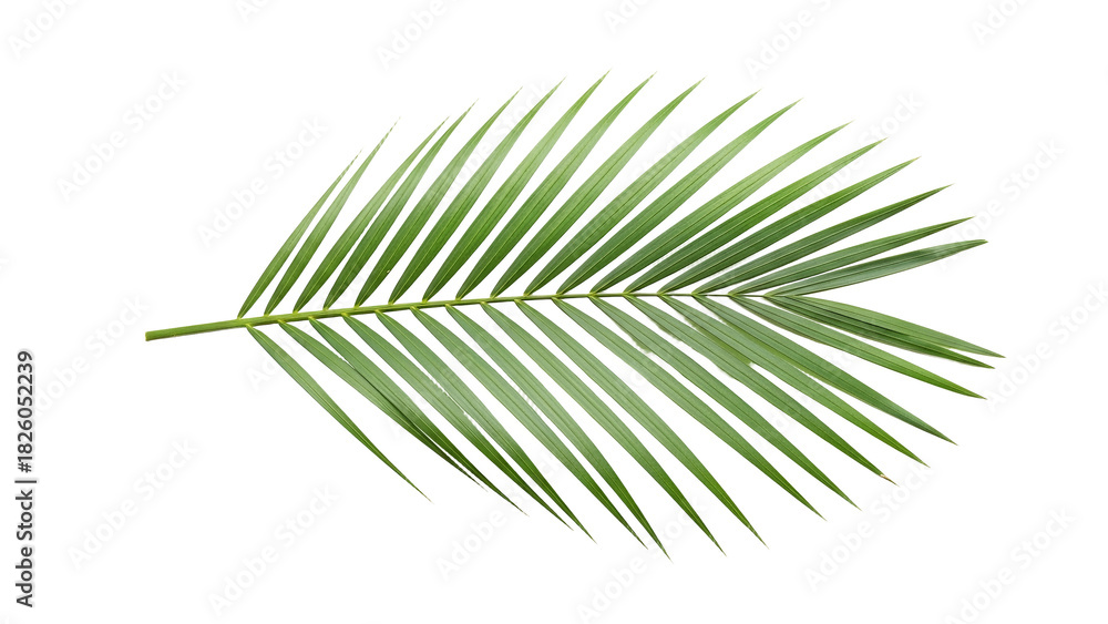 Fototapeta premium Vibrant green palm frond radiating from a central stem against a crisp white background, evoking tropical serenity and botanical elegance