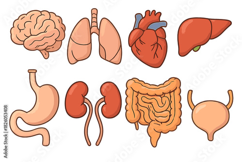Anatomical diagram of human internal organs including brain heart lungs liver kidneys and stomach