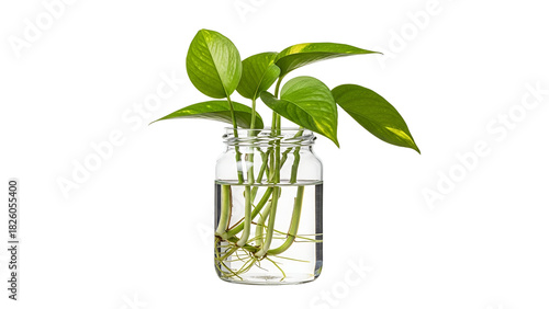 Golden Pothos cuttings with roots in a glass jar, isolated against a white background to highlight their propagation process and vibrant leaves