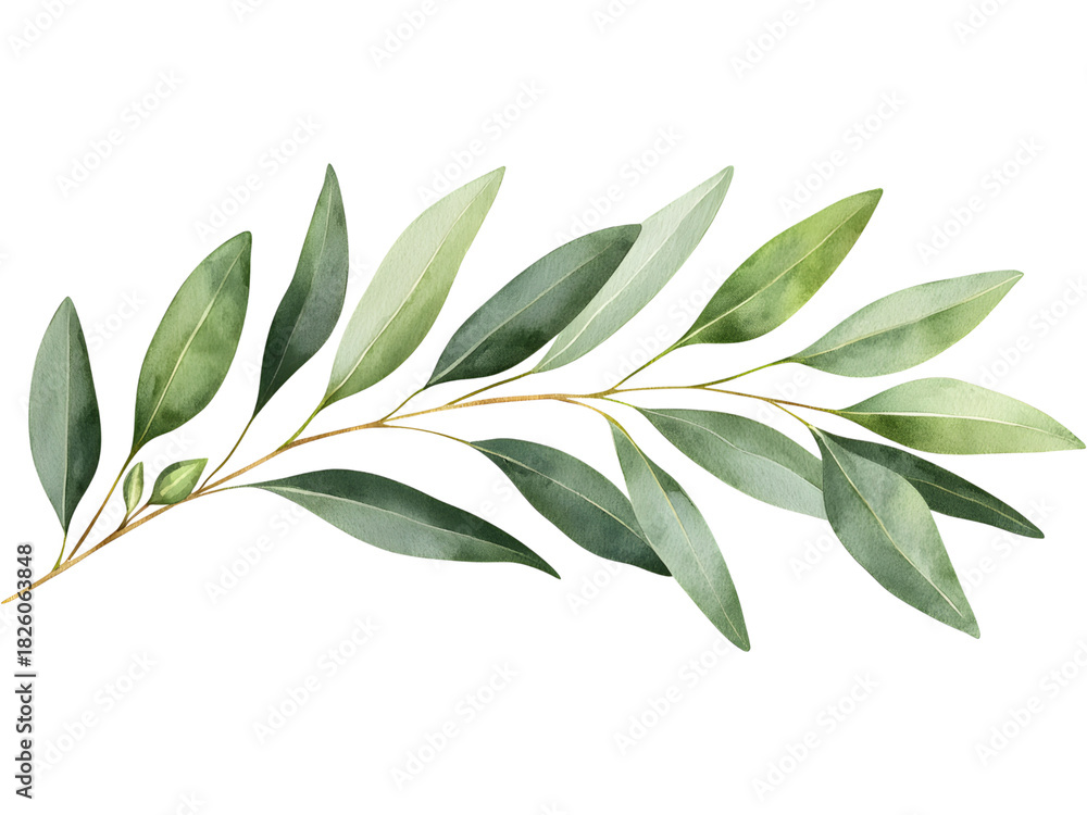 Obraz premium Eucalyptus branch isolated on transparent background. Perfect for eco, botanical, and organic design.