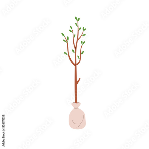 Young tree, sapling with leaves, branches, trunk and root in bag wrap, sack. Plant for replanting, growth, cultivation in nature. Flat vector illustration isolated on white background
