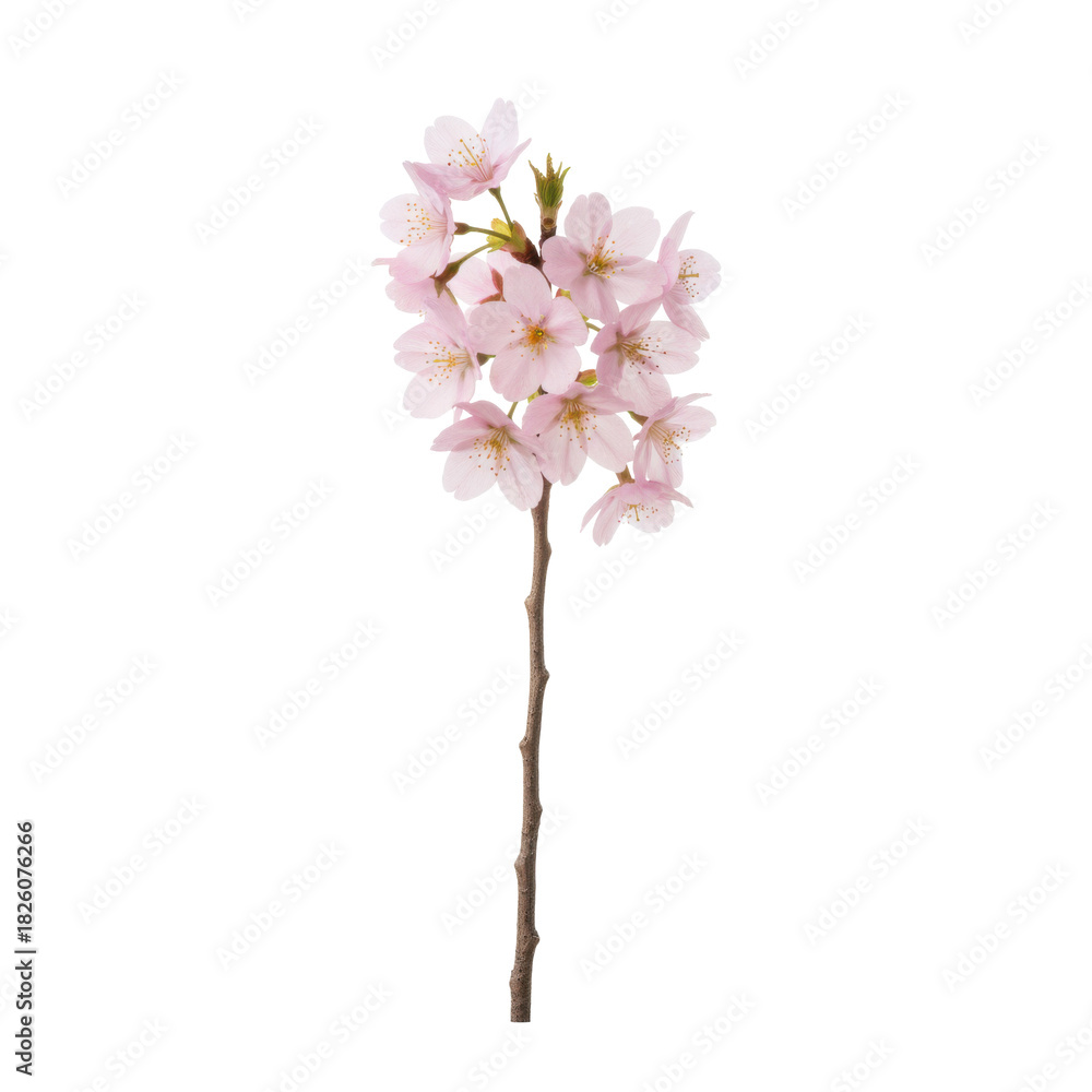 Obraz premium Delicate Pink Cherry Blossom Branch Isolated on Black Background Springtime Beauty