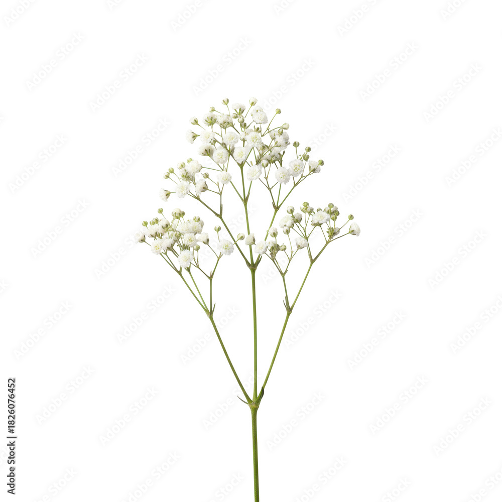Naklejka premium Delicate white baby's breath flower stem with tiny blossoms against a stark black background