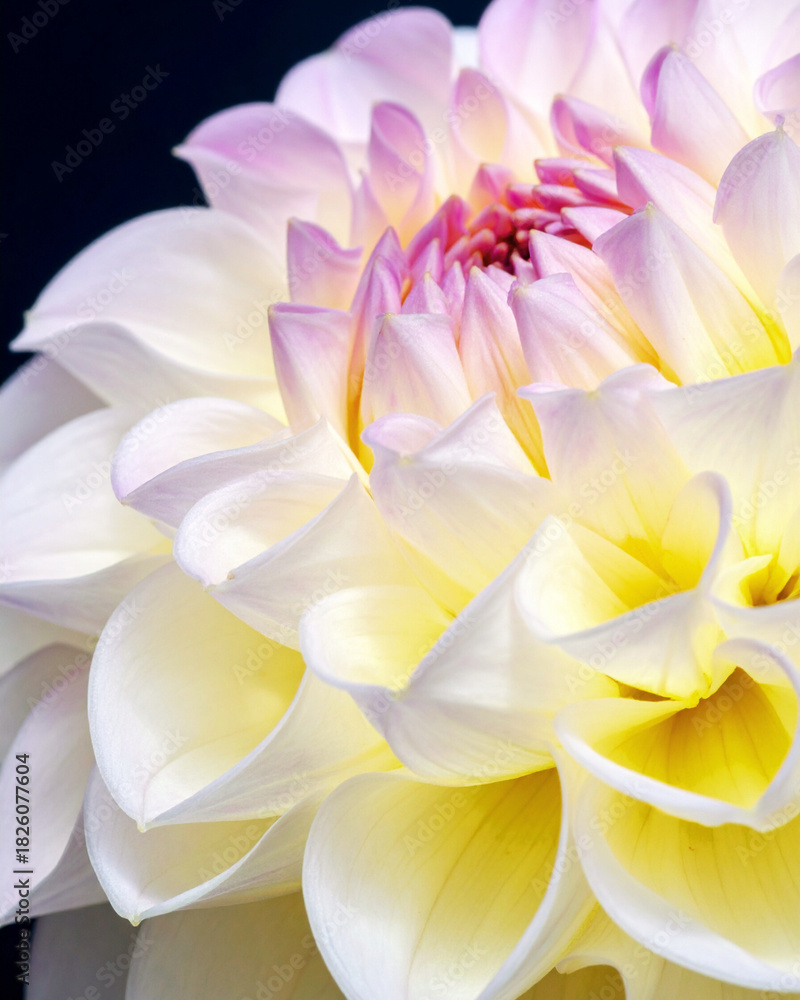 Obraz premium White and pink dahlia, yellow dahlia, and pink flower plant blossoms closeup showing summer garden beauty