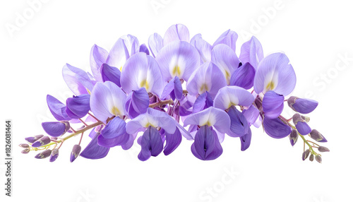 Close-up of delicate purple flowers on a vine, with yellow centers