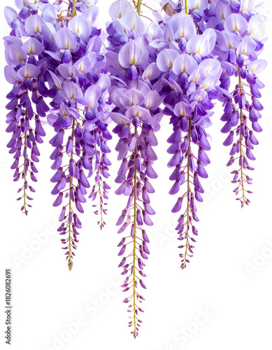 Close-up of cascading clusters of delicate, lavender-purple flowers against a black backdrop