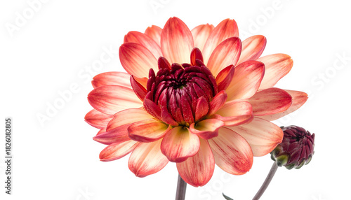 Close-up of a vibrant, multi-layered bloom with hints of orange and maroon