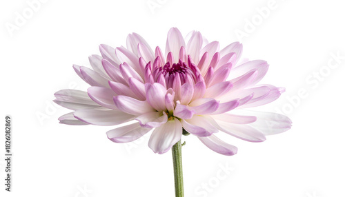 Close-up of a chrysanthemum flower head with pale pink petals against a dark background