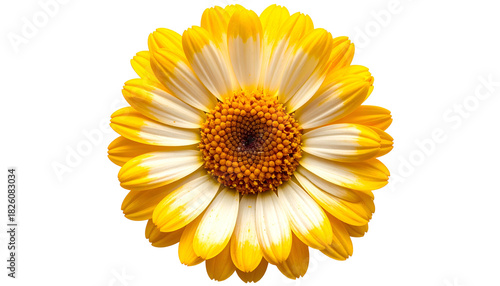 Close-up of a vibrant yellow and white flower with a central brown disc