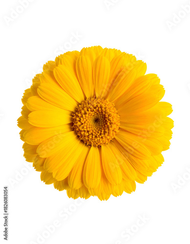 A vibrant yellow daisy-like flower, viewed from above, against a stark black backdrop