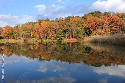 色づいた森の木々と青空が池の水面にうつり込む風景