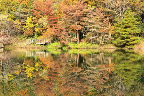 暖かい秋の陽ざしをうけた森の木々