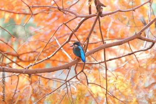 メタセコイアの紅葉とカワセミ