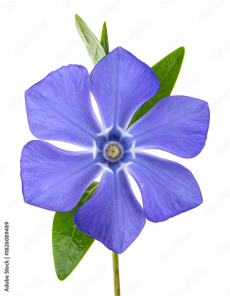 Fototapeta premium Close-up of a periwinkle flower with vibrant petals and green leaves on a black background