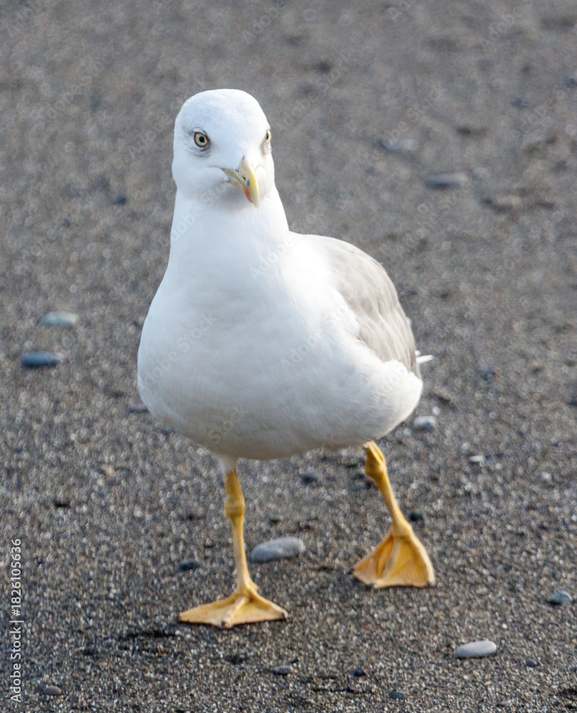 Fototapeta premium A seagull is standing on a beach