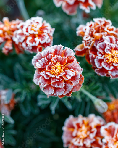 A bunch of red flowers with white frosting on them