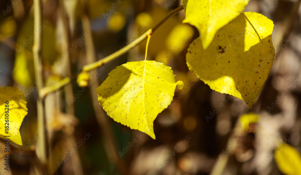 Obraz premium A leaf is yellow and has brown spots