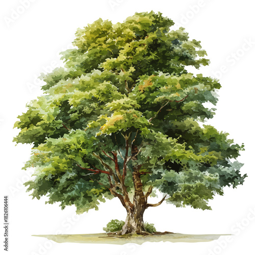 Plane Tree in watercolor painting style, vector illustration on white background.