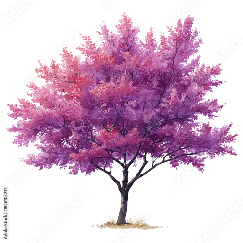 Tableau sur toile Watercolor vector illustration of Redbud Tree, isolated on white background