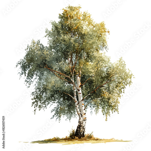 Silver Birch Tree in watercolor style, vector illustration, isolated on white background.