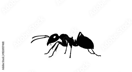 Minimalist Black Silhouette Icon of an Ant Insect Isolated on White Background