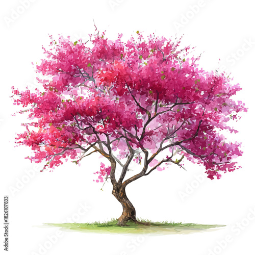Tableau sur toile Redbud Tree, watercolor illustration, vector style, isolated on a white background