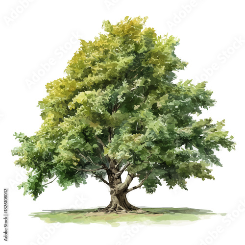 A watercolor painting of Silver Maple Tree, vector illustration on white background.