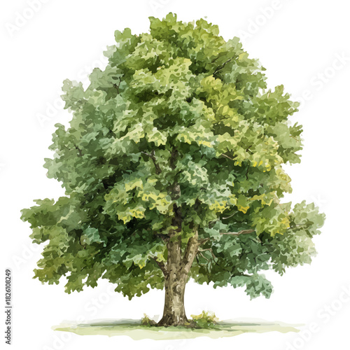 Plane Tree in watercolor painting style, vector illustration on white background.
