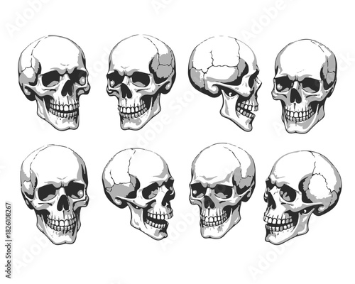 Hand Drawn Human Anatomical Skulls Vector Set in Various Angles