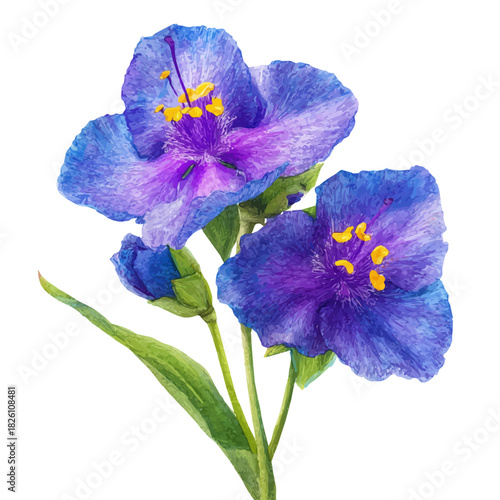 Watercolor vector illustration of Spiderwort, isolated on white background.