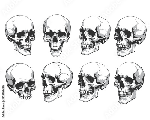 Hand Drawn Human Anatomical Skulls Vector Set in Various Angles