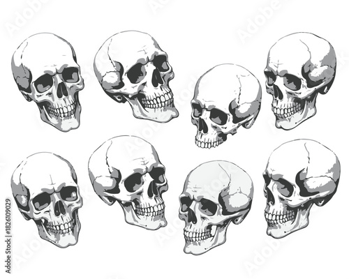 Hand Drawn Human Anatomical Skulls Vector Set in Various Angles