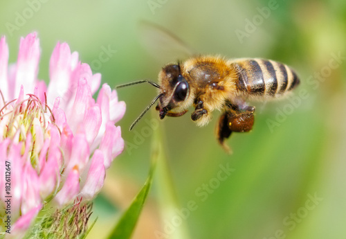 A bee is flying over a pink flower