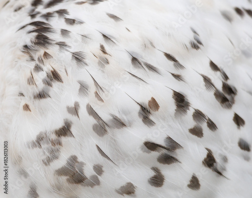 A bird's feather with black and white spots