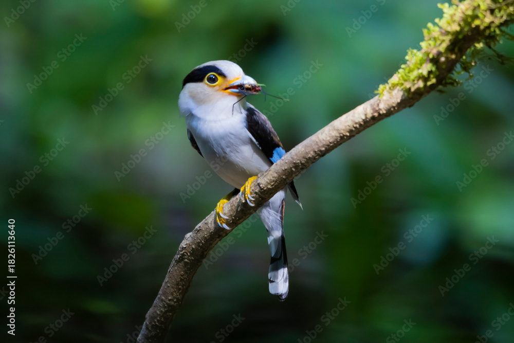 Fototapeta premium The Silver-breasted Broadbill birds in nature
