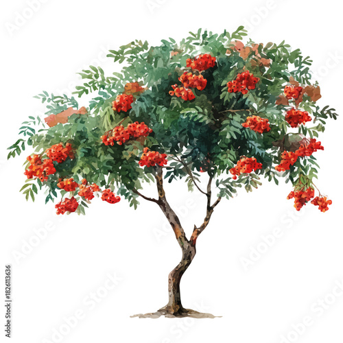 Rowan Tree, watercolor painting, vector illustration, isolated on a white background.