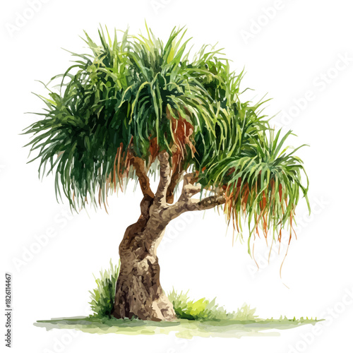 Ponytail Palm in watercolor style, vector illustration, isolated on white background.