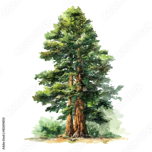 A watercolor painting of Redwood Tree, vector illustration on white background.
