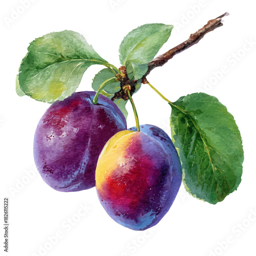 Plum in watercolor style, vector illustration, isolated on white background.
