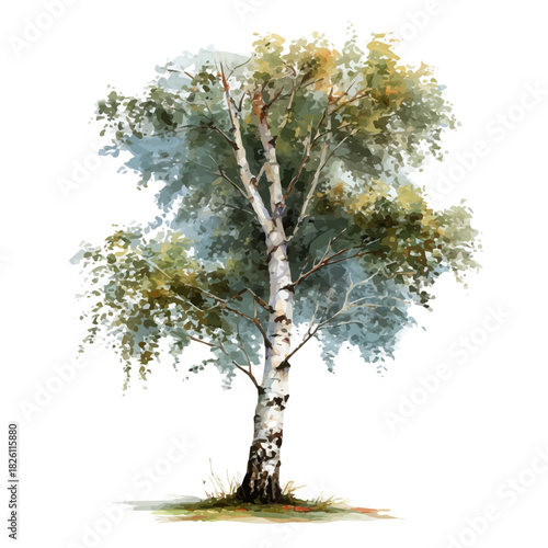 Silver Birch Tree in watercolor painting style, vector illustration on white background.